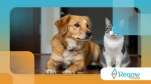 10 Dicas para Conviver com um Cachorro e um Gato na Mesma Casa