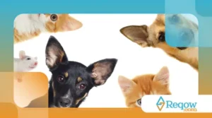 10 Dicas para Encontrar um Pet Perdido