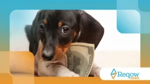 Economizar na Criação de um Cachorro: 10 Dicas e um Bônus