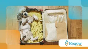 10 Dicas para Viajar com seu Cachorro sem Estresse