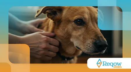 Prevenir a desidratação em cães e gatos