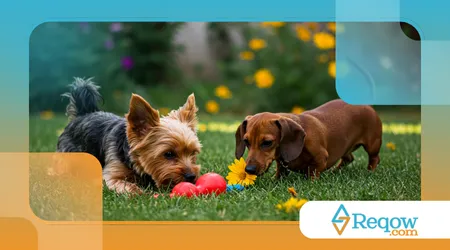 Cães enxergam cores