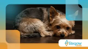 O que é hipoglicemia em pets pequenos e por que ela pode ser fatal sem sinais evidentes