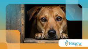 Por que muitos cães se escondem em lugares apertados durante tempestades? Não é só medo