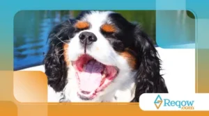 Cães bocejam por empatia: como esse comportamento revela conexão emocional com o tutor