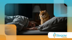 Meu gato me acorda de madrugada todos os dias