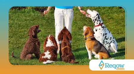 adestramento para cães surdos 