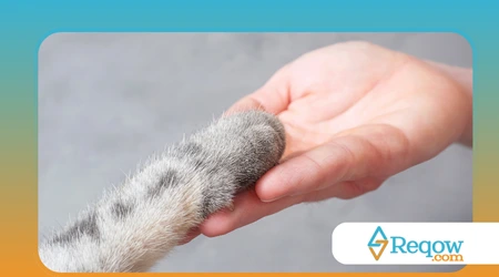  identificar dor em pets