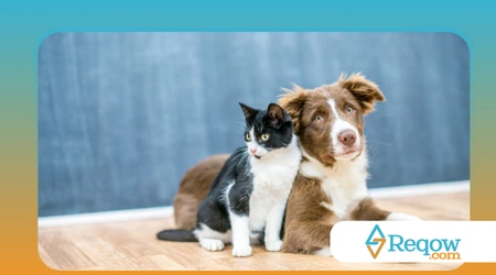  identificar dor em pets