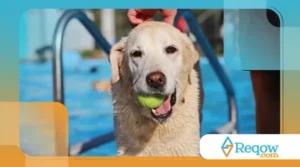 Ensinando comandos complexos a cães inteligentes: como desafiar a mente do seu pet