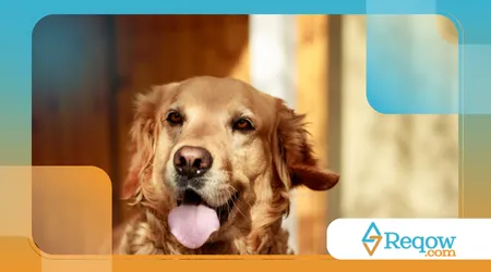 comandos complexos a cães inteligentes