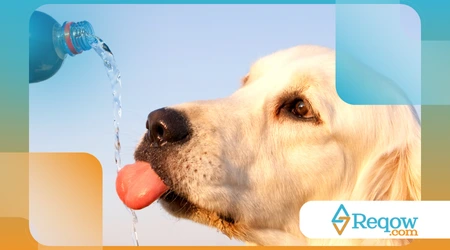 cachorro se recusa a beber água durante o calor intenso