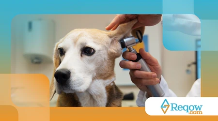 visitas ao veterinário