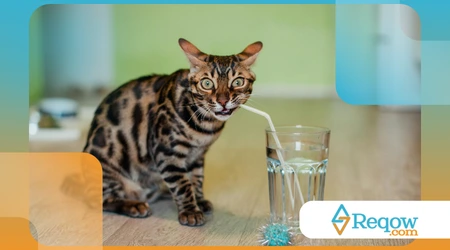 pets que bebem água demais