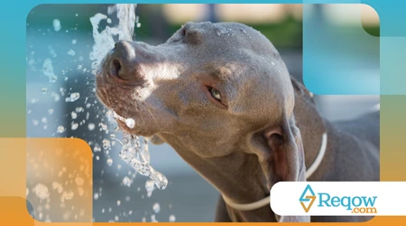 Pets que bebem água demais: comportamento normal ou alerta vermelho?