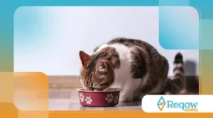 Pets que comem rápido demais: riscos reais e como evitar esse comportamento perigoso