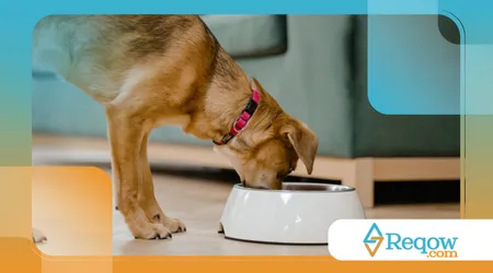 pets que comem rápido demais