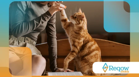 pets que se escondem ao ouvir barulhos altos