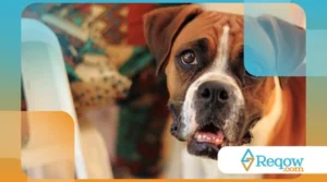 pets que se escondem ao ouvir barulhos altos