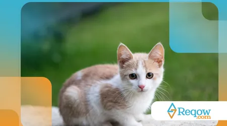 Pets têm sotaque