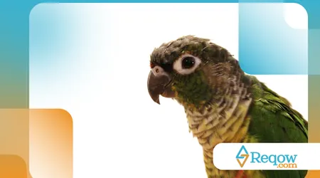 Pets têm sotaque