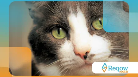 pets que se coçam o tempo todo