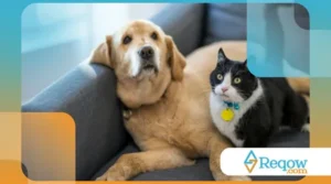 pets que se coçam o tempo todo