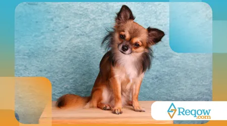 pets que se coçam o tempo todo