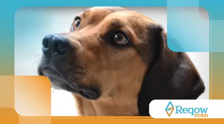 importância dos passeios para a saúde mental do cachorro 