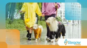 A importância dos passeios para a saúde mental do cachorro (e como compensar em dias de chuva)