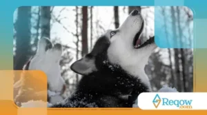 Cachorros que uivam com sons específicos: comportamento ancestral ou comunicação emocional?