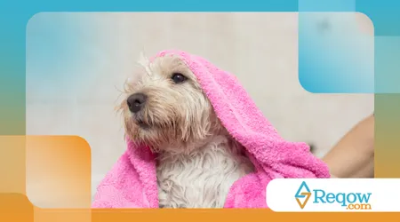 criar um cronograma de banho para cães de pelo curto e longo