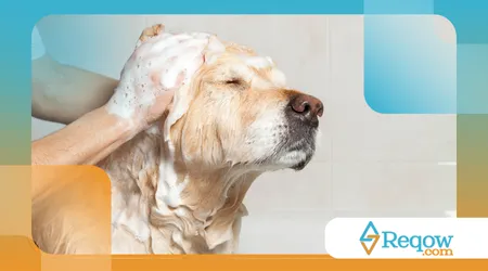 criar um cronograma de banho para cães de pelo curto e longo