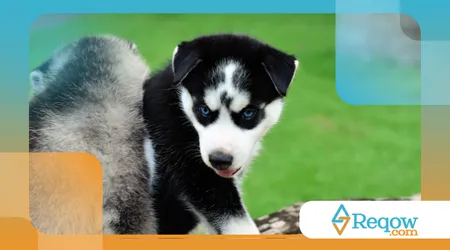 prevenir problemas articulares em cães de grande porte
