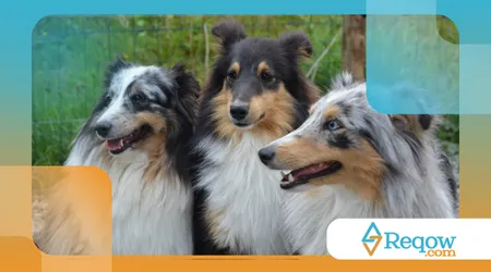 prevenir problemas articulares em cães de grande porte