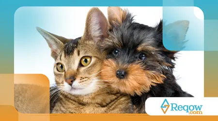 Integrar cães e gatos no mesmo lar