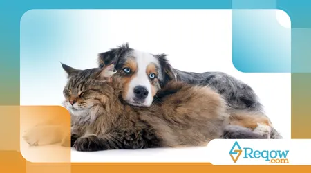 Integrar cães e gatos no mesmo lar