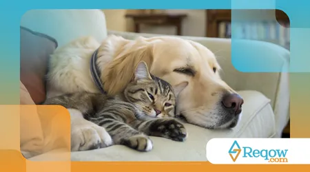 Integrar cães e gatos no mesmo lar