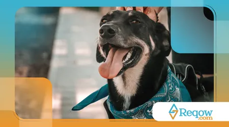  economizar sem comprometer a saúde do seu pet