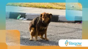 O que observar nas fezes do pet para saber se está tudo bem com a saúde dele