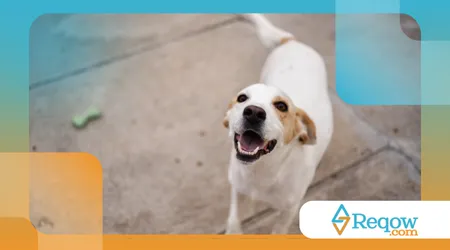 Quando o cão abana o rabo para a esquerda