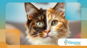 Quantos músculos um gato tem só nas orelhas? E o que eles fazem com isso?