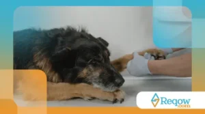 Rotina de cuidados com as patas: prevenção de rachaduras e feridas
