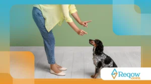 Seu pet aprendeu, mas “esquece” quando está fora de casa? Generalização de comandos explicada