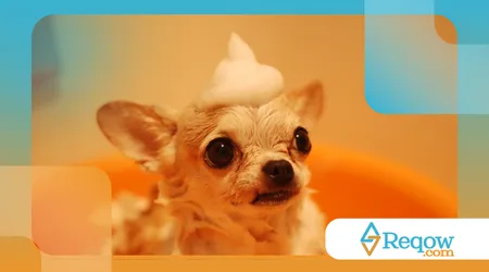 acostumar o cão ao secador após o banho