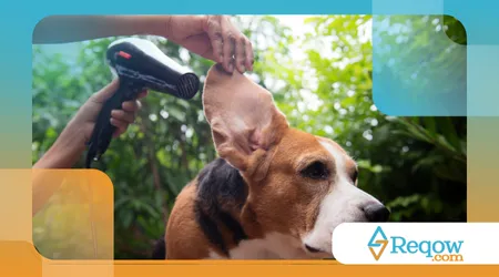acostumar o cão ao secador após o banho