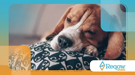  cães sonham com atividades específicas que fizeram no dia