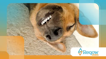  cães sonham com atividades específicas que fizeram no dia