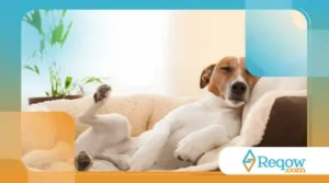 Alguns cães sonham com atividades específicas que fizeram no dia — e demonstram isso dormindo