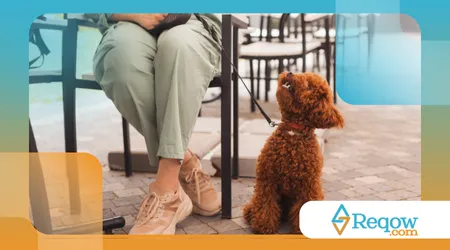 ensinar o cão a se comportar em restaurantes pet friendly